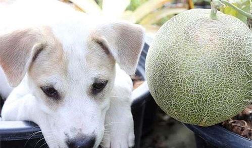 狗狗seven吃哈密瓜,狗狗Seven的哈密瓜美食之旅