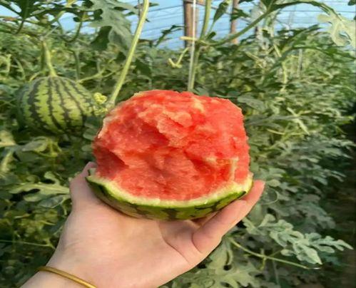 小西瓜 吃瓜,小西瓜的甜蜜吃瓜之旅