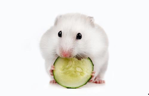 仓鼠可以吃瓜叶吗,瓜叶是否适宜作为仓鼠食物
