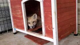 吃瓜狐狸照片,揭秘网红萌宠的日常趣事