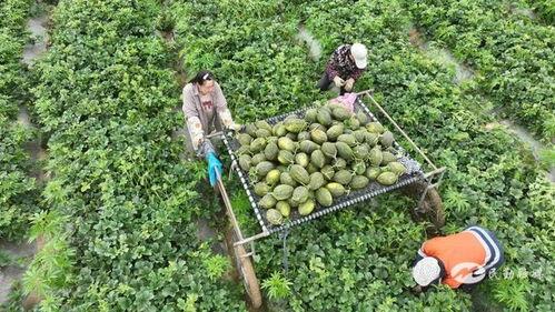 斗牛吃的瓜,探寻瓜果中的独特风味