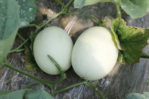 玉瓜可以烤着吃吗