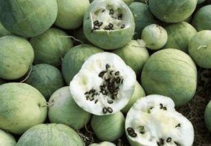 路人吃的瓜,揭秘路人“吃瓜”背后的故事