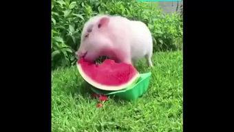 猪吃瓜原声,一场趣味横生的田园盛宴