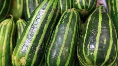 梢瓜咋吃啊,梢瓜的多样食用方法探秘