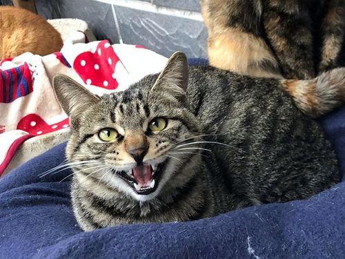 狸花猫吃瓜,一场与甜蜜瓜果的邂逅