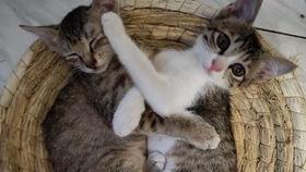 狸花猫吃瓜,一场与甜蜜瓜果的邂逅