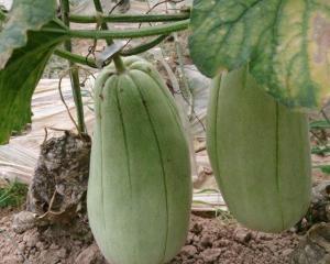 梦到吃白脆瓜,揭秘白脆瓜的神秘诱惑