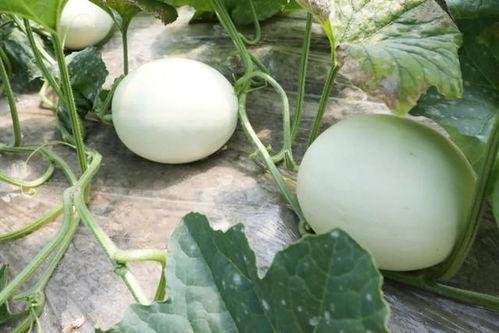 吃瓜的蜜瓜,揭秘“吃瓜”背后的甜蜜诱惑