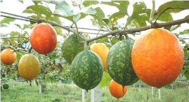 吊瓜根可以煮肉吃吗,意想不到的食材，煮肉新选择