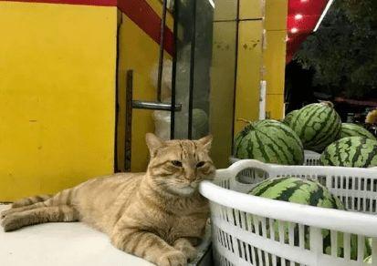 猫围围观吃瓜,吃瓜群众们的欢乐时光