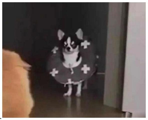 猫围围观吃瓜,吃瓜群众们的欢乐时光