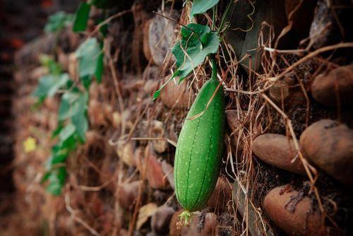 立秋吃那三瓜,品味三瓜养生之道