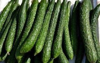 杨瓜减肥可以吃吗,健康美味两不误，轻松享瘦新选择