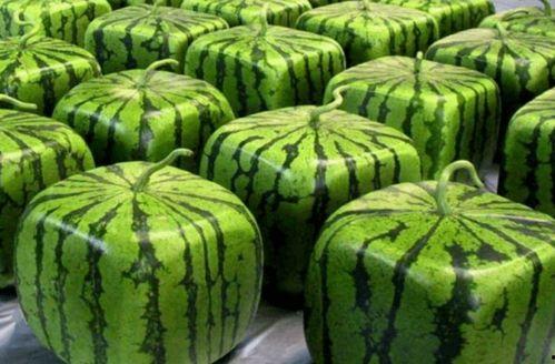 办公室吃瓜中瓜