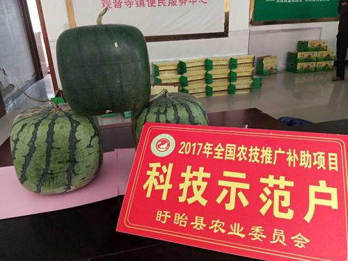 佛瓜尖怎么吃,探索美味与营养的完美结合