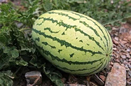 吃瓜钱主,网络红人背后的财富密码