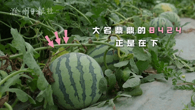 滁州吃瓜视频,揭秘当地美食文化盛宴