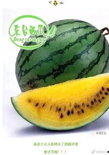 灌云贤合庄吃瓜,夏日吃瓜盛宴，品味乡村田园生活