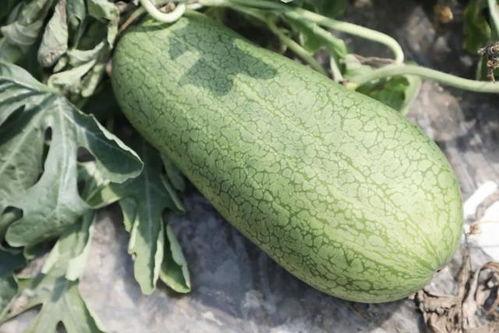 灌云贤合庄吃瓜,夏日吃瓜盛宴，品味乡村田园生活