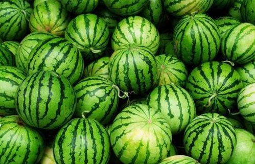 邵阳四中吃瓜,揭秘校园里的“瓜田”风云