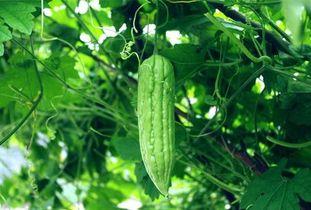 每天吃半个瓜,健康生活每一天