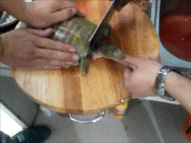 不配吃瓜gif图文,揭秘那些尴尬的社交瞬间