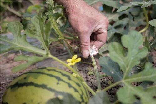 黄皮伊瓜怎么吃,黄皮伊瓜的多样食用方法探索