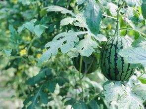 襄城吃瓜,一场别开生面的吃瓜盛宴