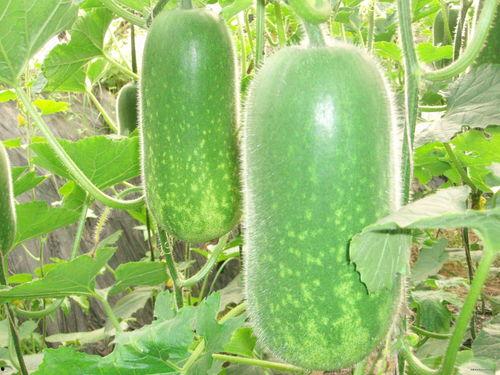 瑷珈吃瓜,揭秘娱乐圈幕后故事