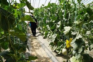 草坪视频吃瓜,吃瓜群众的欢乐盛宴