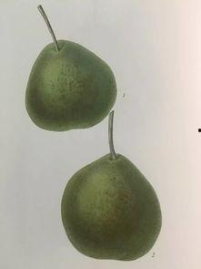 格拉吃瓜,网络红人的崛起与争议