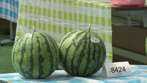 吃瓜看嘉兴,揭秘这座江南水乡的美食传奇