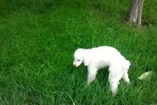 花狗吃豆瓜,一场奇妙的味蕾之旅