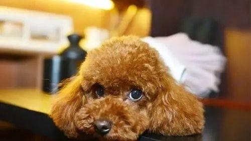 小泰迪吃哈密瓜卡到,紧急救治引关注