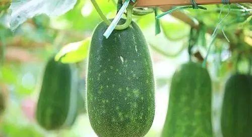 中医吃瓜的好处,中医视角下的吃瓜益处揭秘