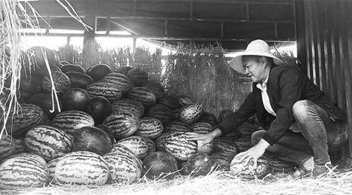 沅陵吃瓜群众事迹,见证时代变迁的民间观察者