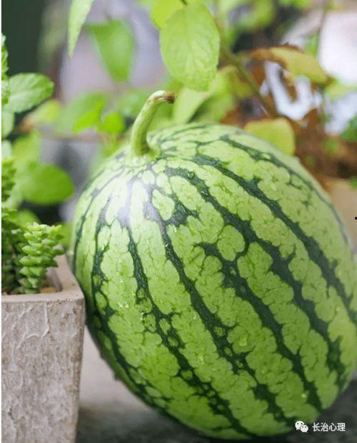 心玥吃瓜,揭秘娱乐圈那些不为人知的幕后故事