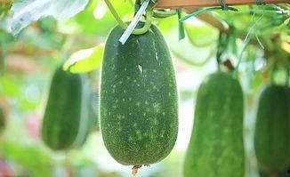 心玥吃瓜,揭秘娱乐圈那些不为人知的幕后故事