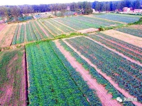 沭阳吴集吃瓜,瓜香四溢的夏日美食之旅