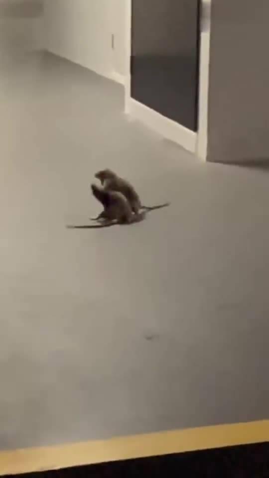 猫打架吃瓜看戏,打架现场，吃瓜看戏成风潮