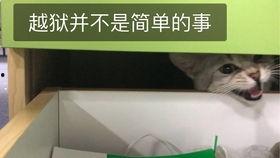 猫打架吃瓜看戏,打架现场，吃瓜看戏成风潮