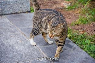 猫打架吃瓜看戏,打架现场，吃瓜看戏成风潮