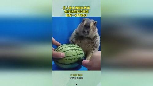 鼠可以吃瓜吗,瓜果能否成为它们的美食佳肴？