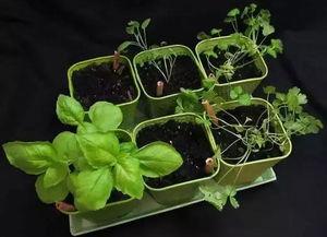 燕山理工吃瓜,吃瓜群众揭秘校园热点事件