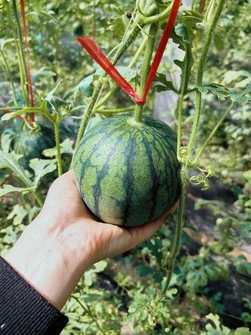 小西天吃瓜,揭秘娱乐圈背后的秘密与八卦