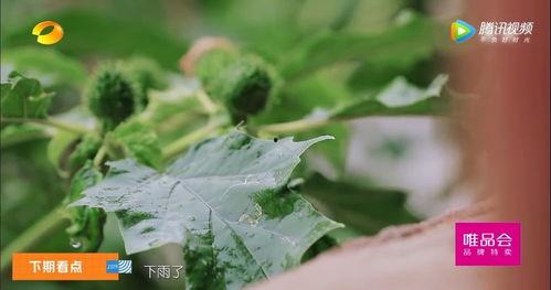 云龙吃瓜,揭秘娱乐圈幕后故事