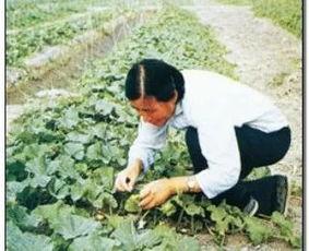 羽毛吃瓜,探寻自然与生活的和谐共鸣