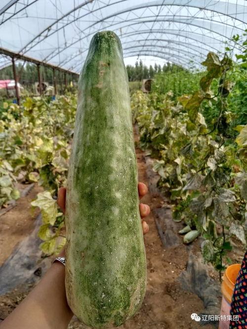 冬天带你吃瓜,冬日暖阳下的甜蜜瓜果之旅