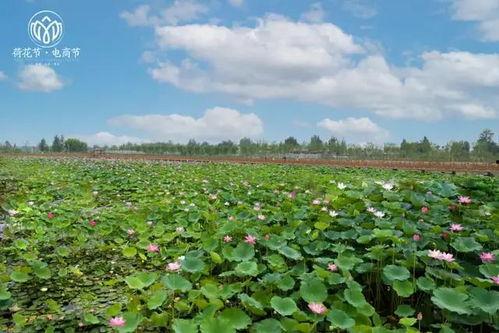 曹县水城吃瓜,夏日炎炎，吃瓜群众欢乐多